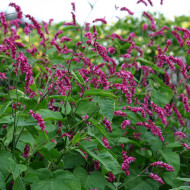 Renouée orientale Cerise Pearls - Persicaria orientalis