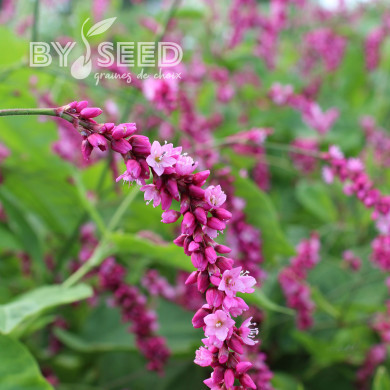 Renouée orientale Cerise Pearls - Persicaria orientalis