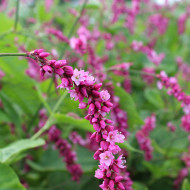 Renouée orientale Cerise Pearls - Persicaria orientalis