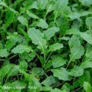 Roquette sauvage Wildfire (wasabi)