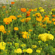 Rose d'Inde haute Crackerjack Mix