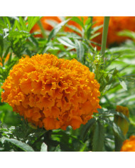 Rose d'Inde haute Crackerjack Mix