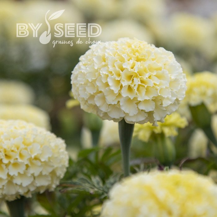 Rose d'Inde Whitegold Max