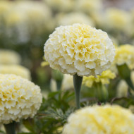 Rose d'Inde Whitegold Max