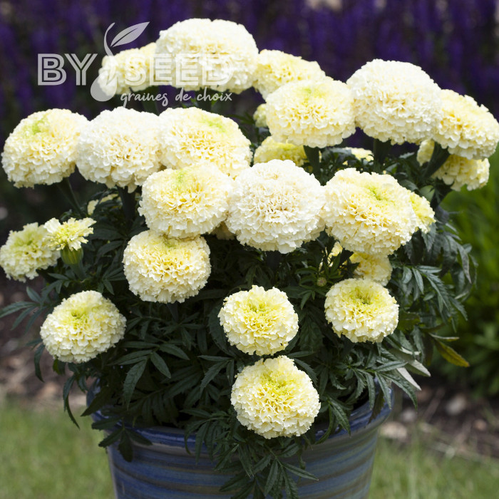Rose d'Inde Whitegold Max
