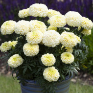 Rose d'Inde Whitegold Max