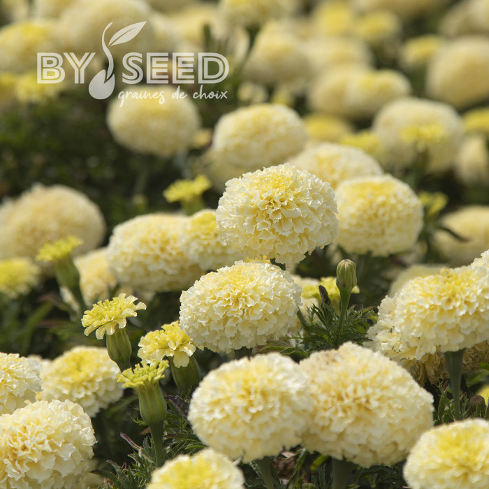 Rose d'Inde Whitegold Max