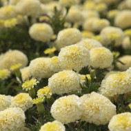 Rose d'Inde Whitegold Max