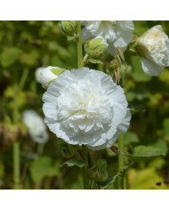 Rose trémière nigra Jet Black