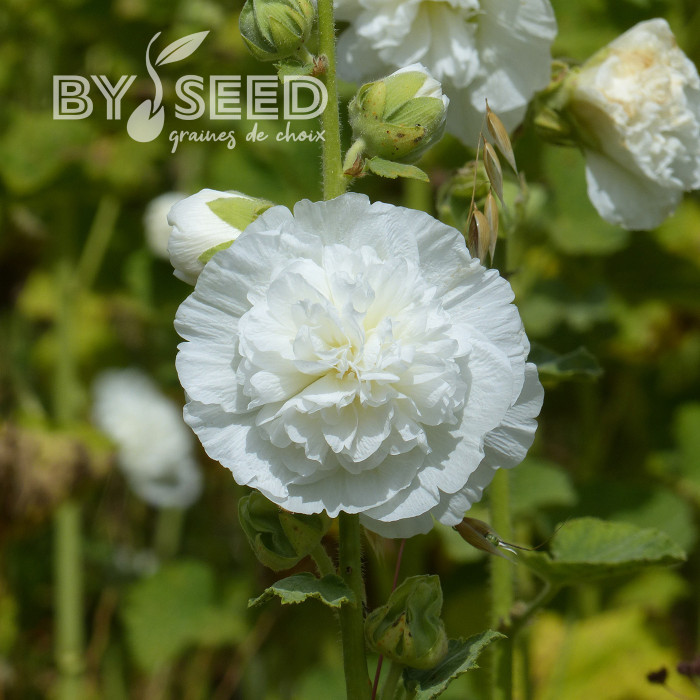 Rose trémière double Chater's White