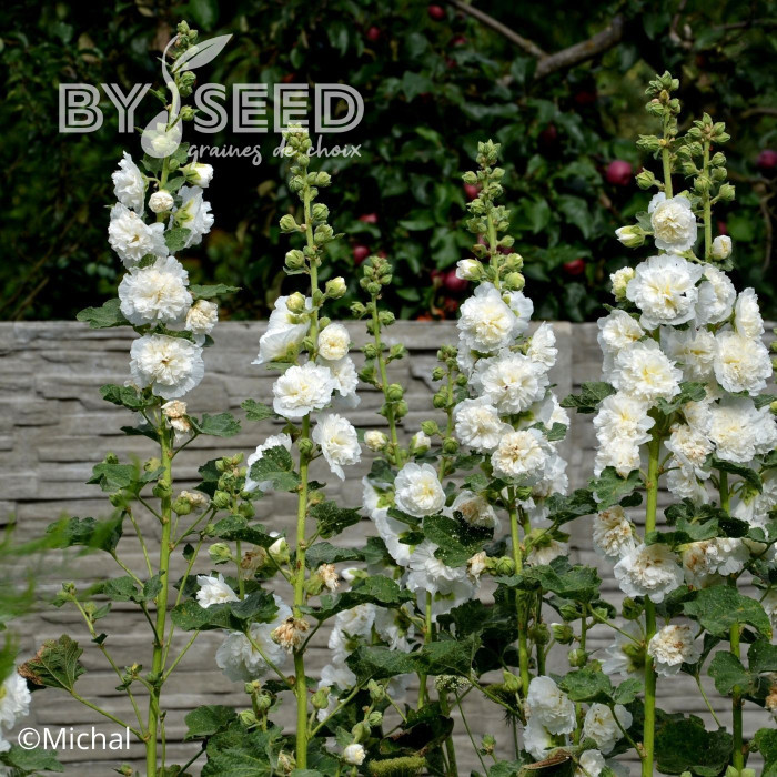 Rose trémière double Chater's White