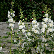 Rose trémière double Chater's White
