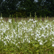 Rose trémière double Chater's White