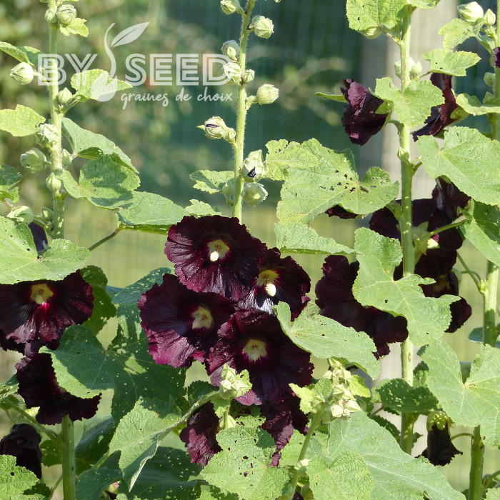 Rose trémière nigra Jet Black