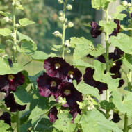 Rose trémière nigra Jet Black