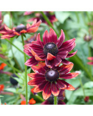 Rudbéckia Cherokee Sunset