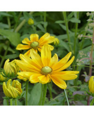 Rudbéckia Marmalade BIO