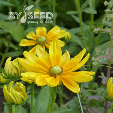 Rudbéckia Prairie Sun