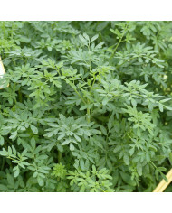 Rudbéckia vivace Goldsturm