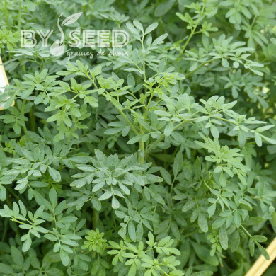 Rue de Chalep - Ruta chalepensis