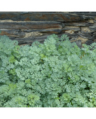 Reseda lutea