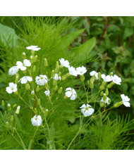 Saponaire de Montpellier - Saponaria ocymoides