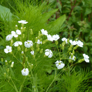 Saponaire à Bouquets White Beauty - Vaccaria hispanica