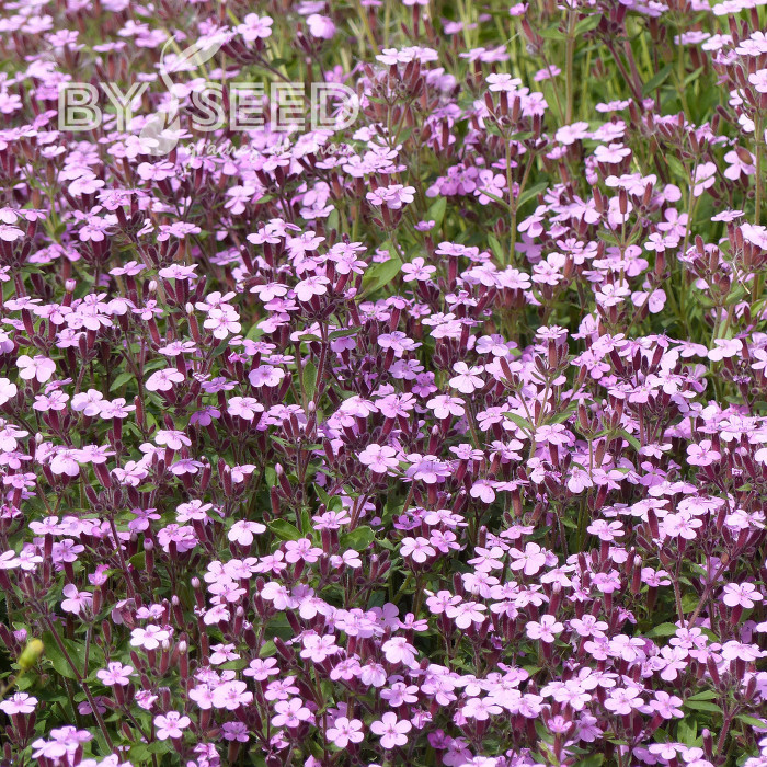 Saponaire de Montpellier - Saponaria ocymoides
