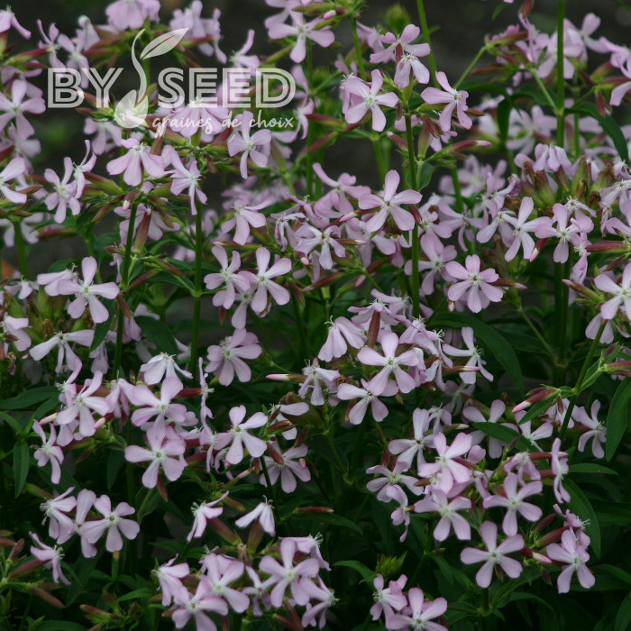 Saponaire officinale Graciella Pink