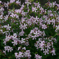 Saponaire officinale Graciella Pink