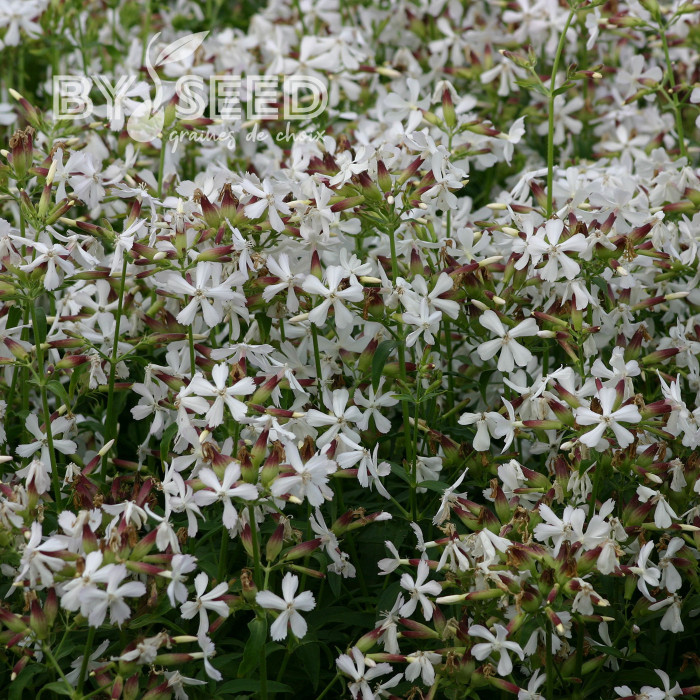 Saponaire officinale Graciella White