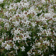 Saponaire officinale Graciella White