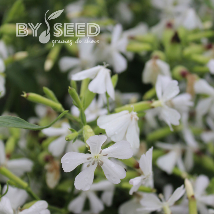 Saponaire officinale Graciella White