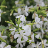 Saponaire officinale Graciella White