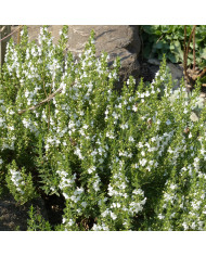 Saponaire officinale Graciella White