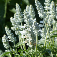 Sauge farinacea Cirrus White