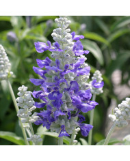 Sauge farinacea Seascape Mix