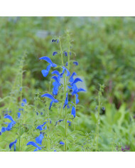 Sauge horminum Blue Monday