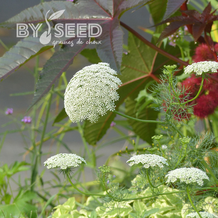 Ammi visnaga Green Mist