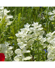 Sauge nemorosa Dwarf Blue Queen