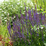 Sauge nemorosa Dwarf Blue Queen