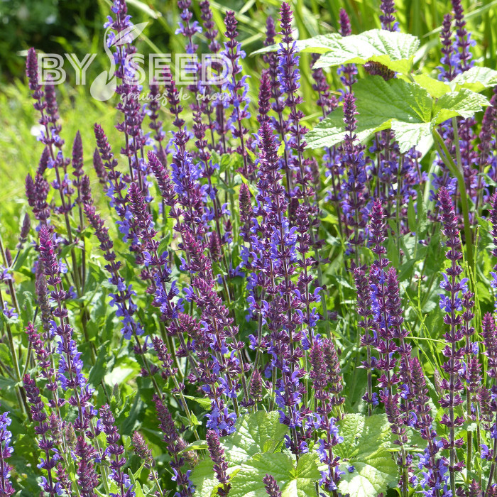 Sauge nemorosa Dwarf Blue Queen