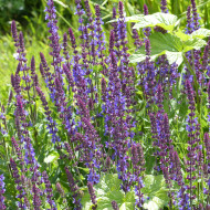 Sauge nemorosa Dwarf Blue Queen