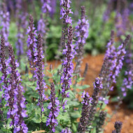 Sauge nemorosa Dwarf Blue Queen