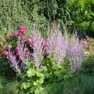 Sauge sclarée - Salvia sclarea var. turkestanica