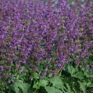 Sauge verticillata Purple Fairy Tale