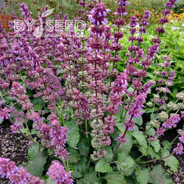 Sauge verticillata Purple Fairy Tale