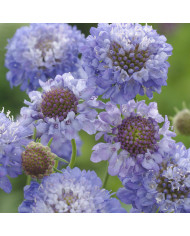 Scabieuse annuelle Oxford Blue BIO