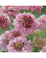 Scabieuse annuelle Salmon Pink