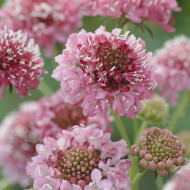 Scabieuse annuelle Salmon Queen (graines nues)